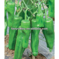 High Density Fruits High Disease Resistant Bell Pepper Seeds-Double Green New Jade